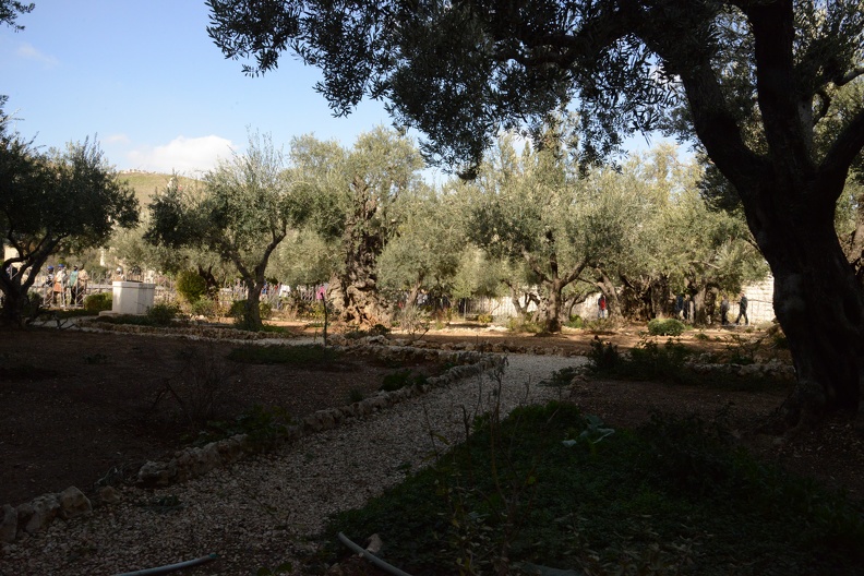 Garden of Gethsemane - Where Jesus prayed before the Passion